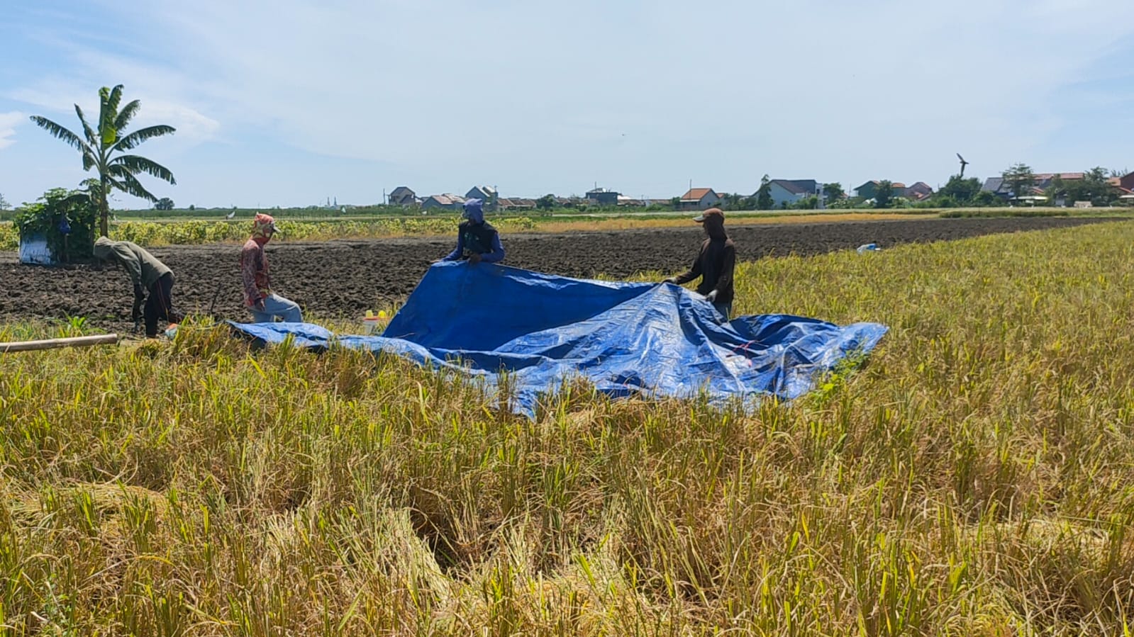 Komitmen Ketahanan Pangan Pemkot Tegal Dipertanyakan