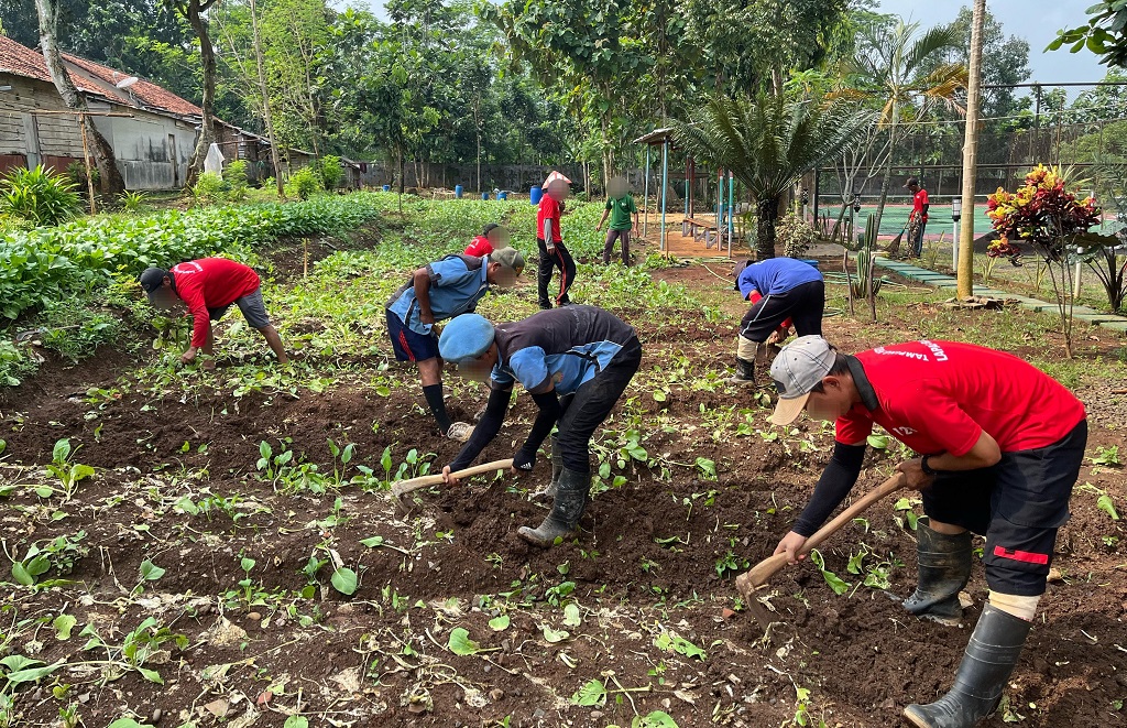 Panen Sawi Sukses Besar Warga Binaan Lapas Batang Lanjut Tanam Bibit