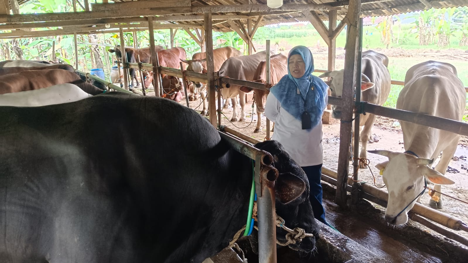 Sapi " Tyson" 1,2 Ton Milik Warga Pekalongan Jadi Hewan Kurban Presiden Prabowo