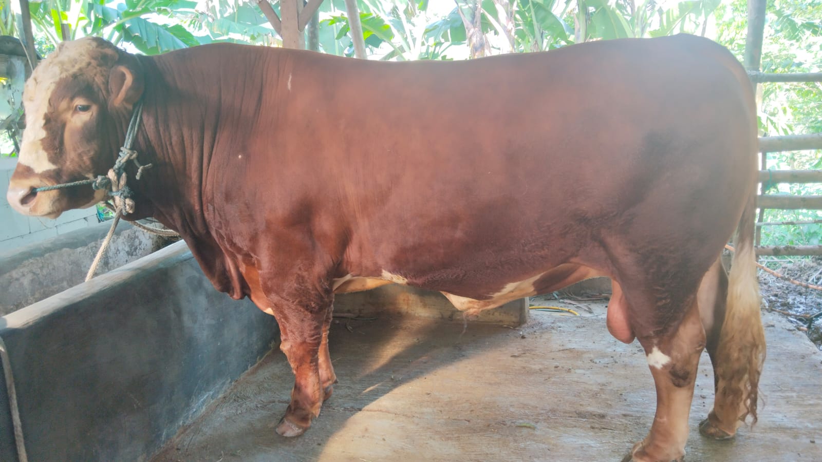 Presiden Prabowo Subianto Kurban Sapi di Pemalang