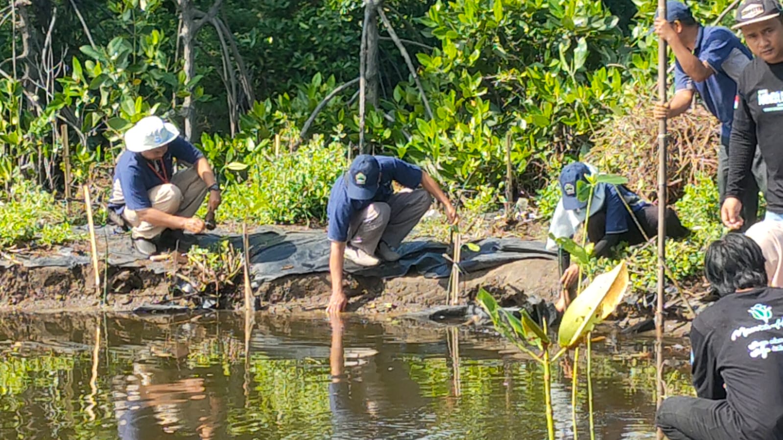 Penanaman Pohon Mangrove di Kota Tegal Atasi Abrasi Pantai