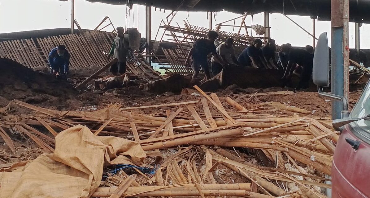 Kandang Ayam Broiler Ambruk di Brebes, 1 Pekerja Hilang Tertimbun, SAR Terkendala Gas Amoniak