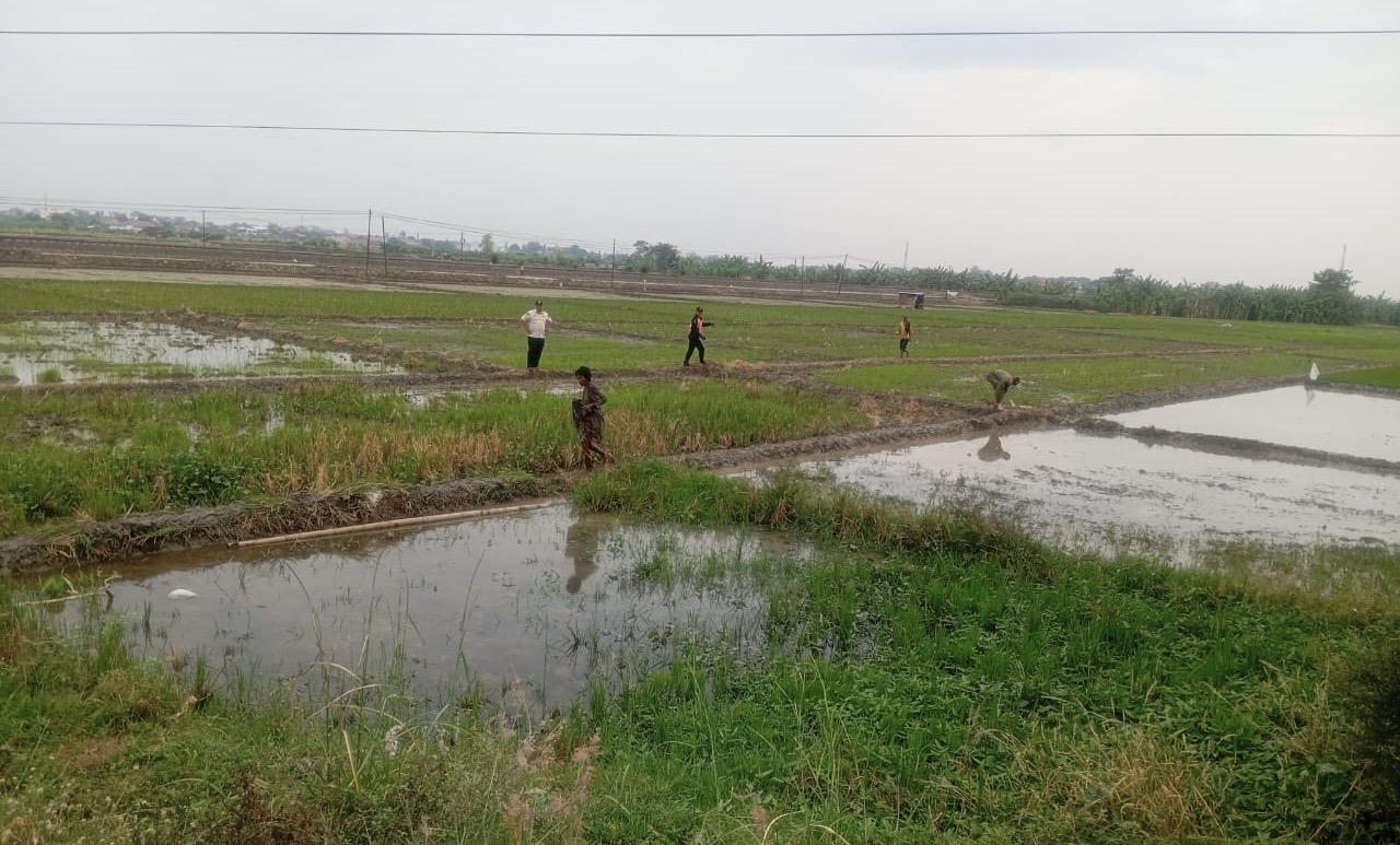 Satpol PP Pemalang Lari-lari di Pematang Sawah Tangkap ODGJ Meresahkan