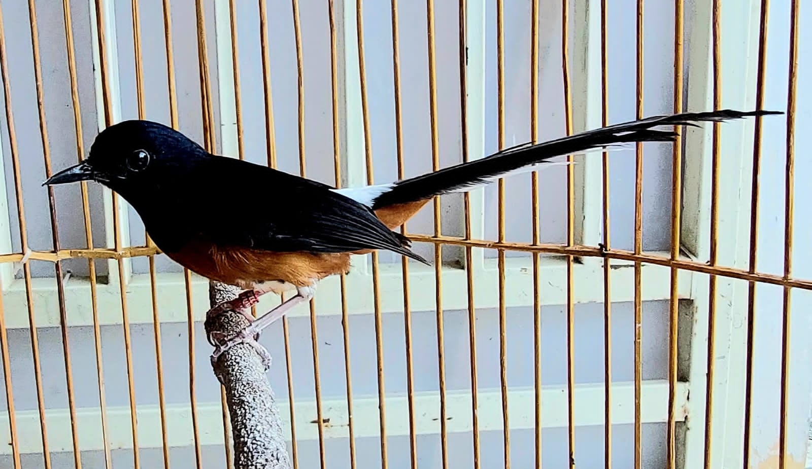 Harga Burung Murai Tak Lagi Gacor, Tapi Tetap Jadi Idola