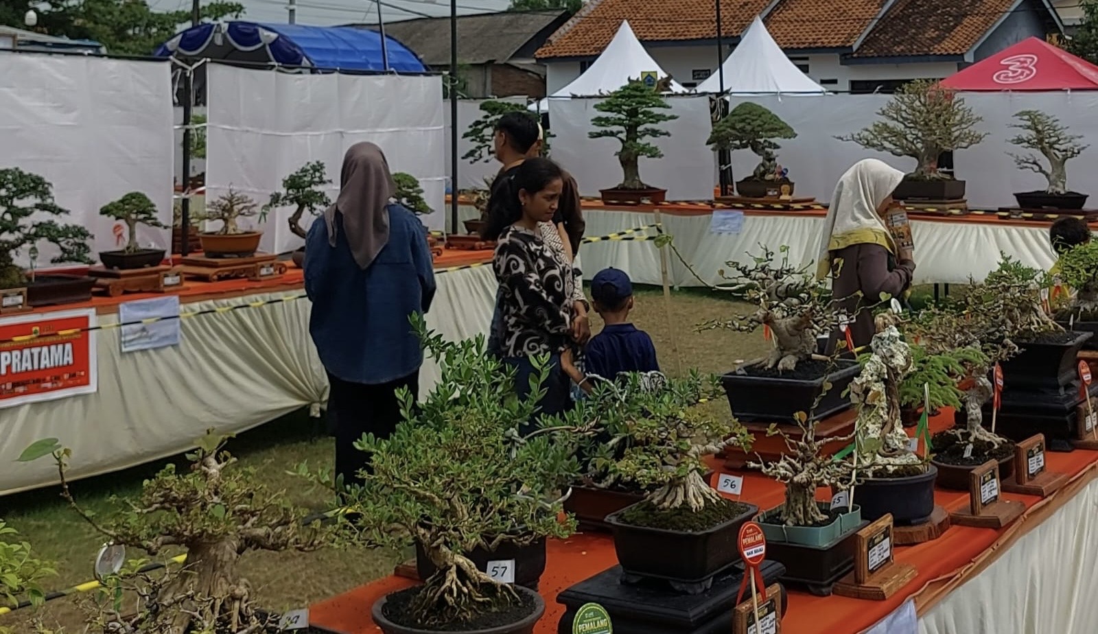 Pameran Bonsai Nasional di Pemalang Jadi Wisata Keluarga