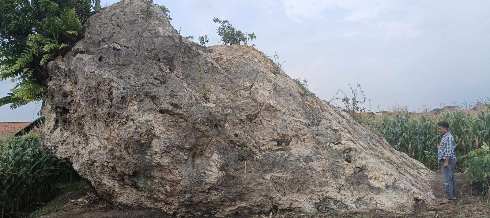 Meteor Berusia Ratusan Tahun Ternyata Ada di Desa Jatilaba Tegal, Warga Beri Nama Wadas Lintang