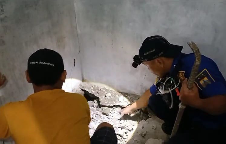 Mengerikan, Rumah di Pemalang Jadi Sarang Cobra Jawa, Petugas Damkar Temukan Induk dan Belasan Telur