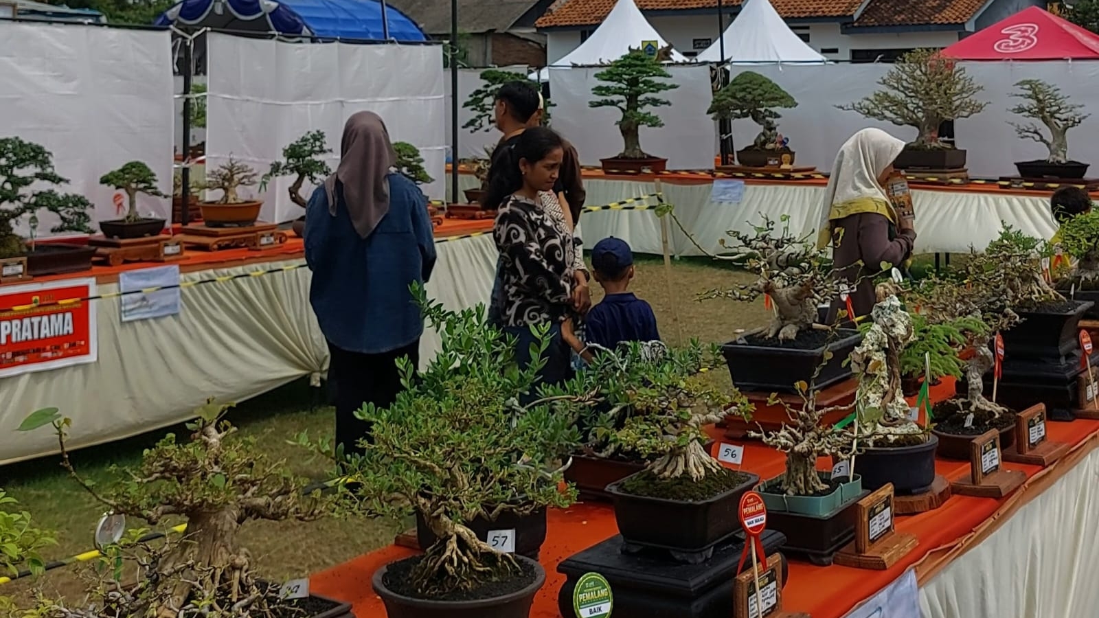Pameran Bonsai Nasional di Pemalang Jadi Wisata Keluarga