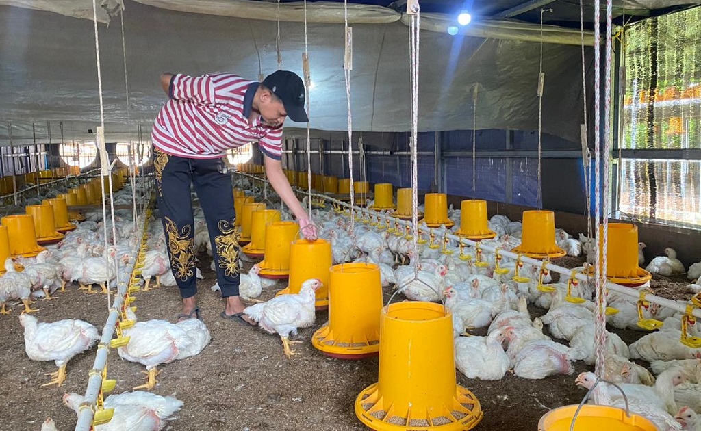 Cenderung Turun, Peternak Ayam Ras di Batang Harapkan Harga Tetap Stabil