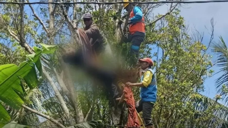 Pemuda di Moga Pemalang Tewas Tersetrum Saat Tebang Pohon
