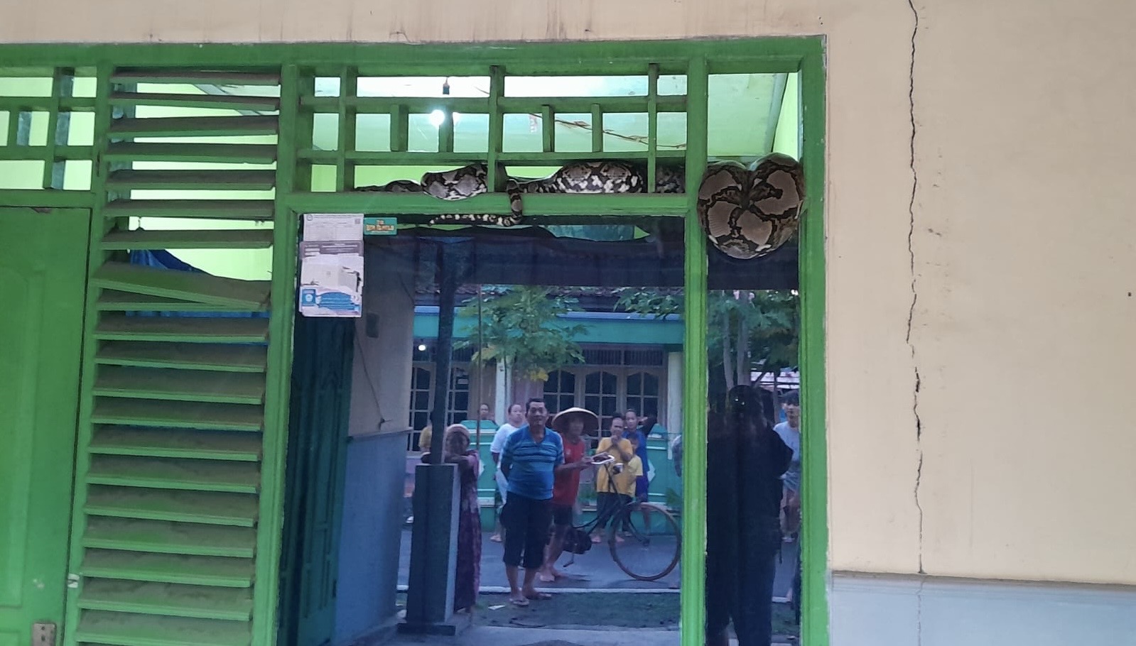 Muncul di Ventilasi Rumah, Ular Sanca Jumbo Bikin Warga Bodeh Pemalang Panik