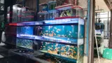 Sambut Tahun 2026, Ikan Hias Laris Manis, Glofish Paling Diminati