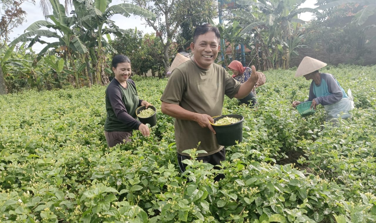 Petani Melati Perlu Perhatian Pemerintah Pemalang