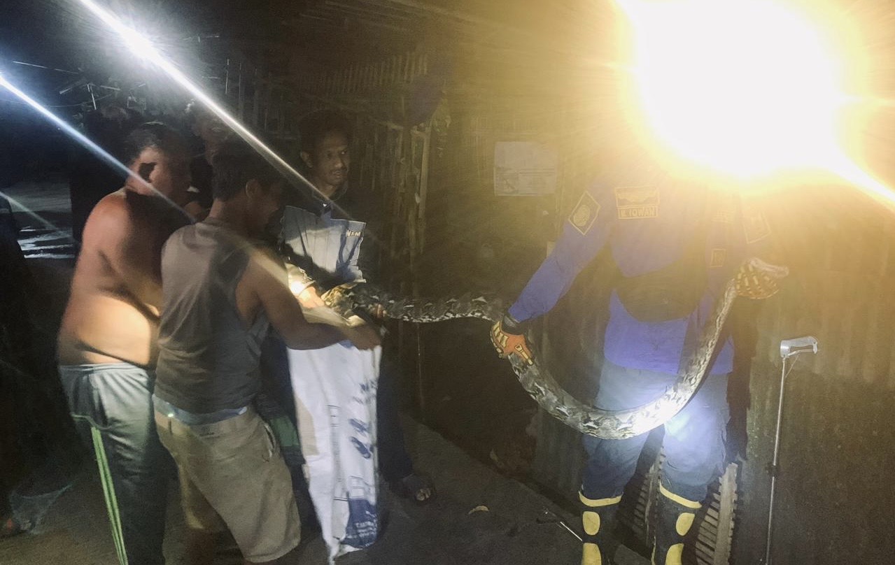 Mengerikan, Ular Sanca 3 Meter Nyaris Santap Ayam Warga Kendalrejo Pemalang