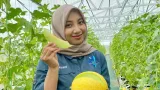 Ekonomi Desa Depok Batang Tumbuh Lewat Wisata Petik Melon
