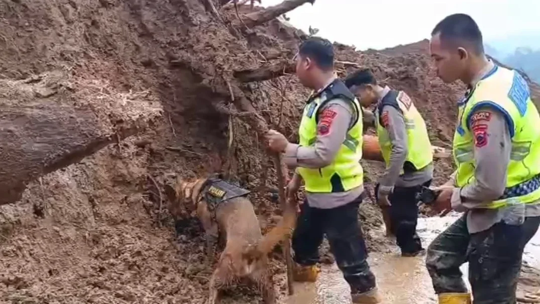 Anjing Pelacak K-9 Diterjunkan Cari Korban Longsor di Watukumpul Pemalang