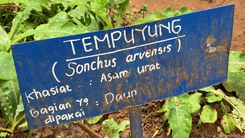 Dianggap Gulma, Tanaman Tempuyung Cocok untuk Kesehatan Ginjal dan Cegah Asam Urat