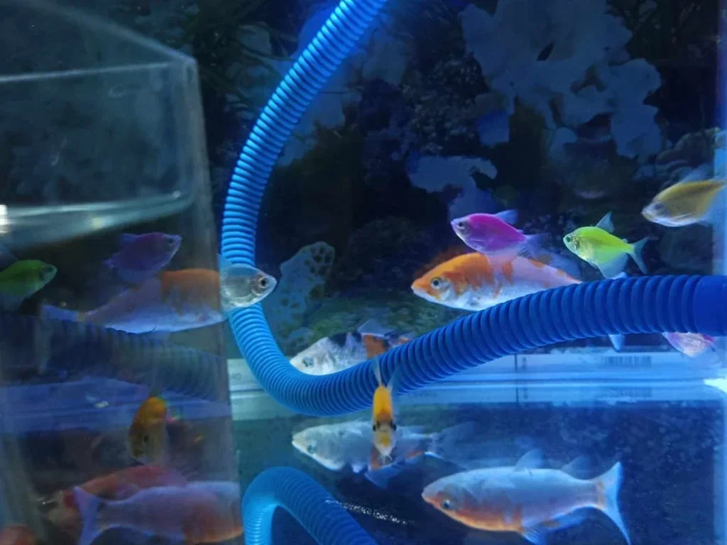 Perlu Tahu Nih, Hobi Memelihara Ikan di Akuarium dalam Rumah Menurut Islam dan Feng Shui