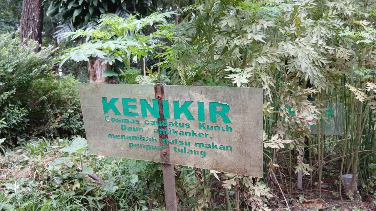 Bukan Sekadar Lalapan, Ini Cara Mengolah Daun Kenikir Menjadi Hidangan Lezat