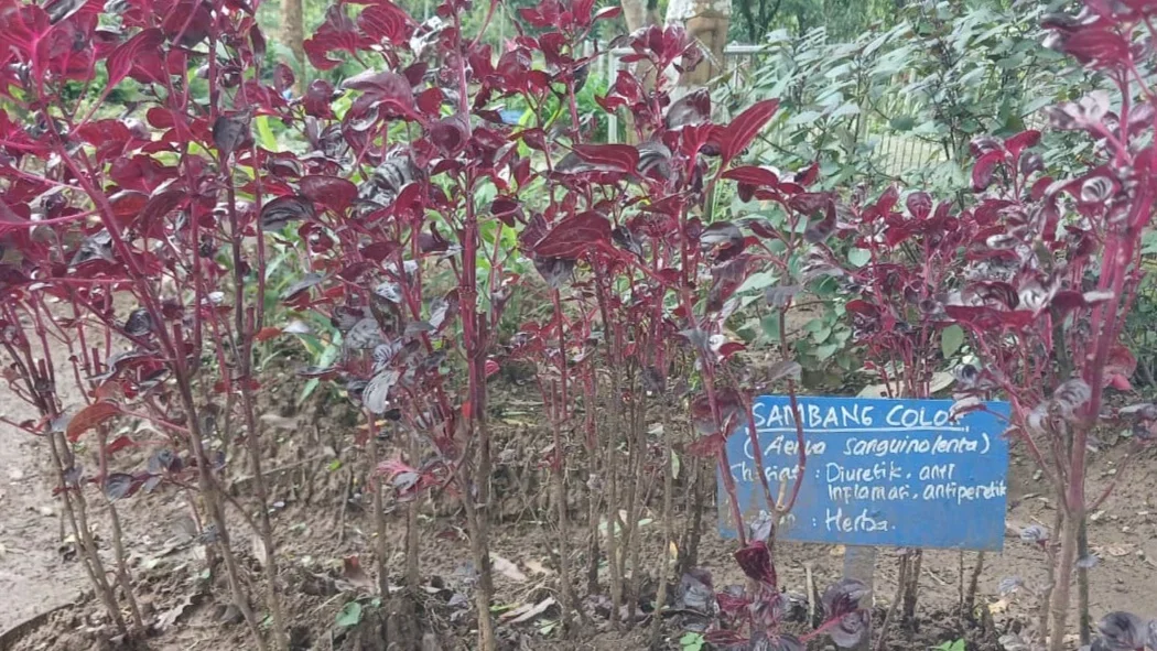 Gak Nyangka! Sambang Colok Bisa Bantu Redain Nyeri Haid & Kencing Berdarah