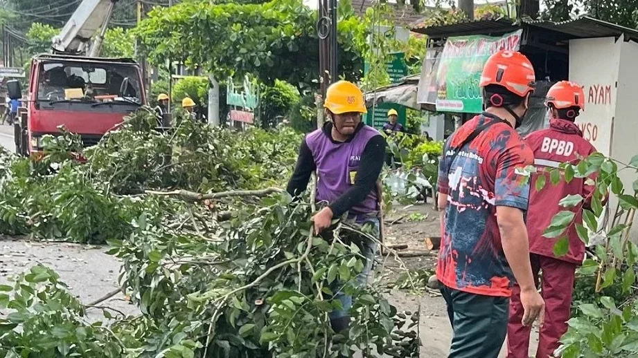BPBD Batang Pangkas Pohon Rawan di Jalur Pantura Subah Batang