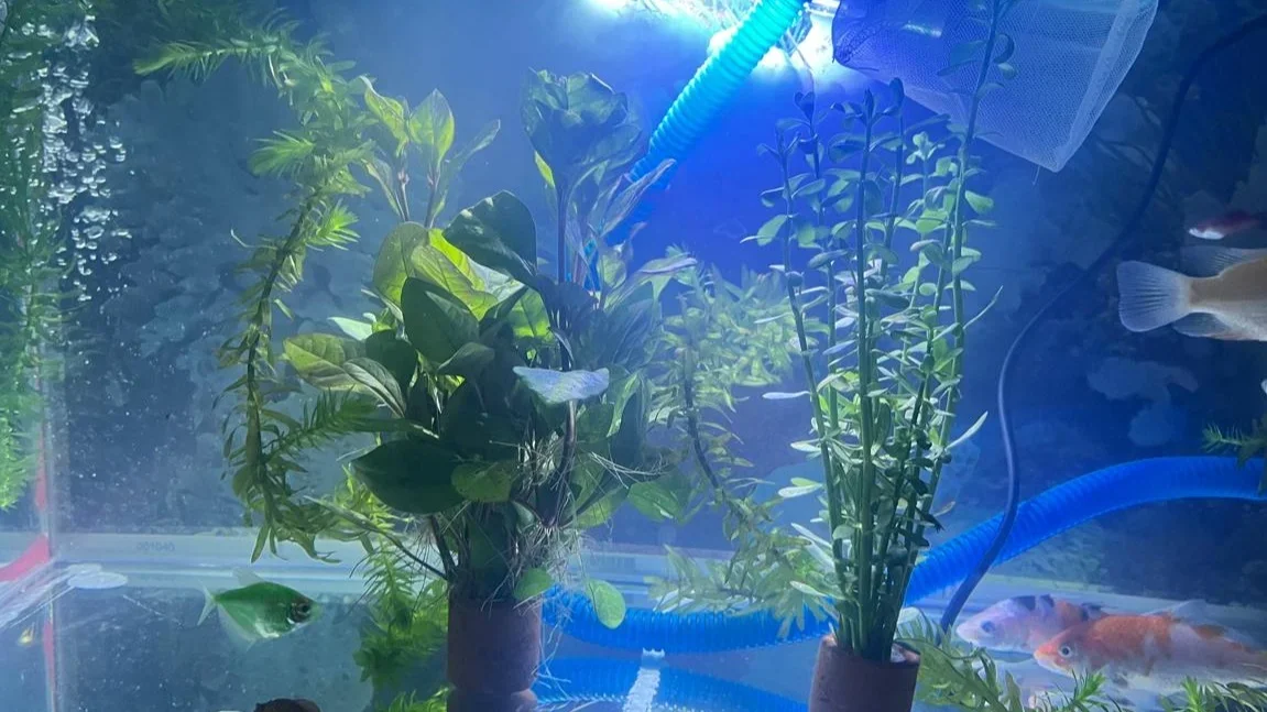 Air Akuarium Keruh, Inilah 14 Trik Paten Agar Air Tetap Jernih