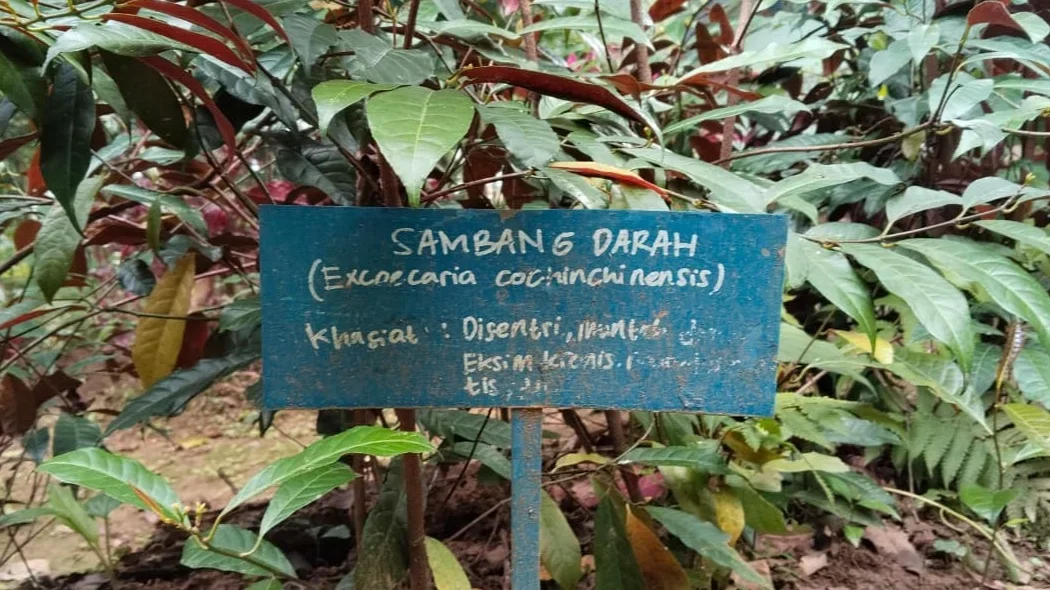 Sering Dilihat tapi Jarang Tahu, Ini Khasiat Sambang Darah