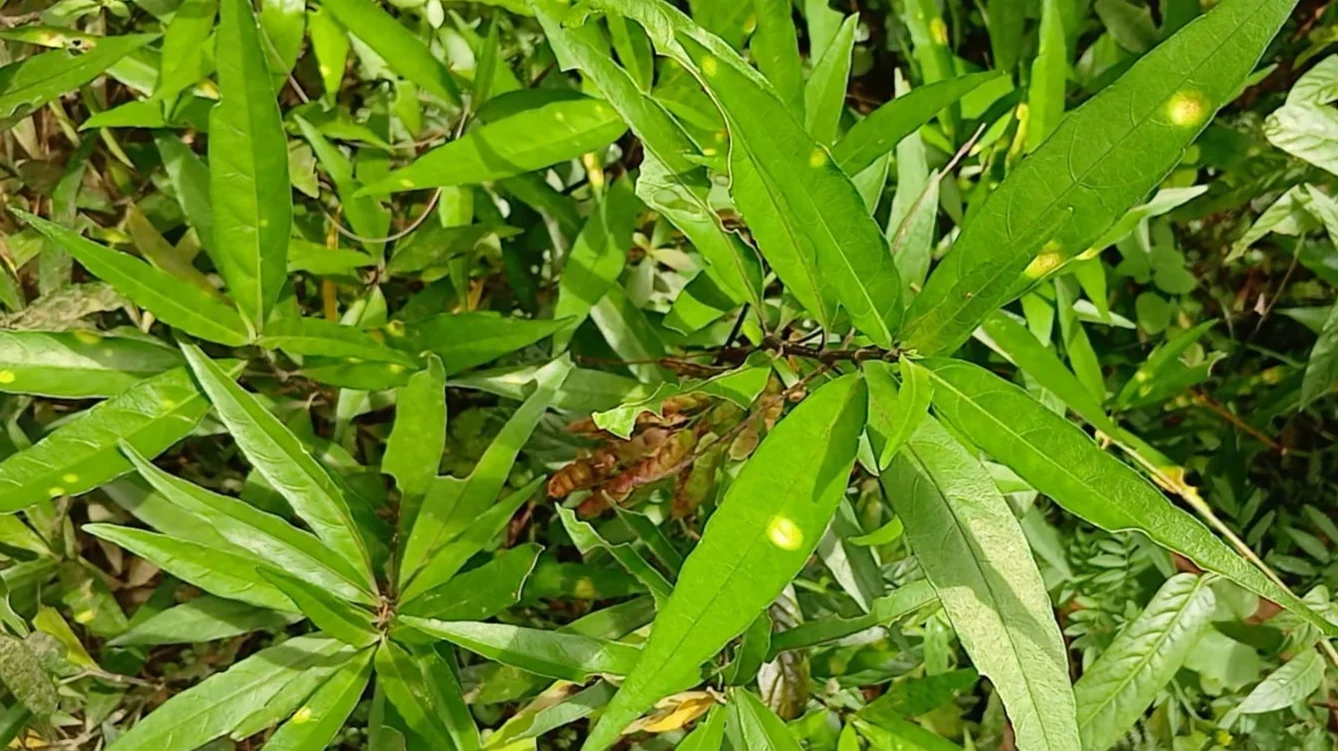 Sering Tumbuh di Pekarangan, Gandarusa Ternyata Berkhasiat