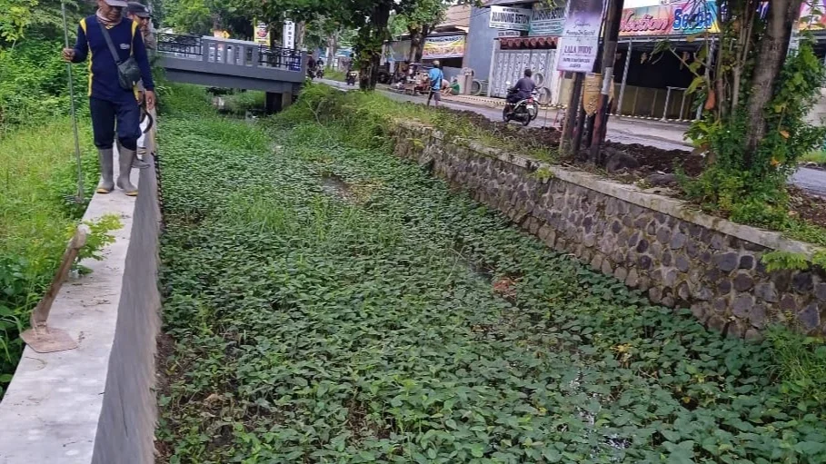 Waspadai Banjir, Saluran Perkotaan Dipenuhi Enceng Gondok Dibersihkan