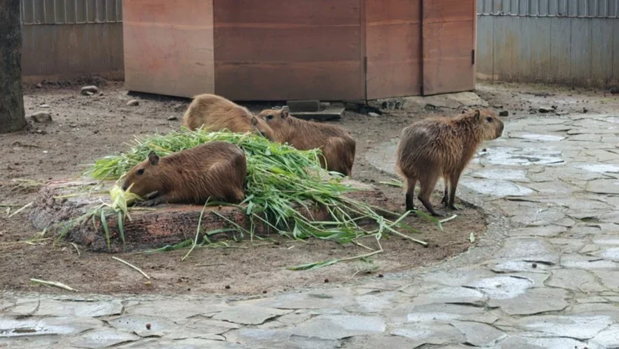 Kapibara “Masbro” Jadi Penghuni Baru Safari Beach Jateng Batang