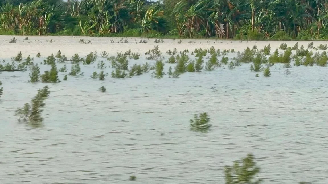 Sawah terdampak banjir di Kudus, Pati, Grobogan.