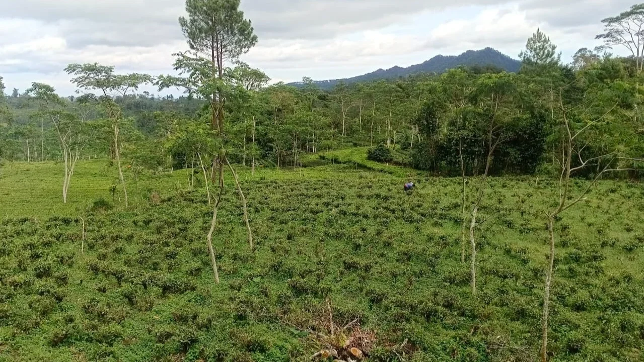 Menepi Sejenak di Ketinggian, Sejuknya Kebun Teh Paninggaran Pekalongan