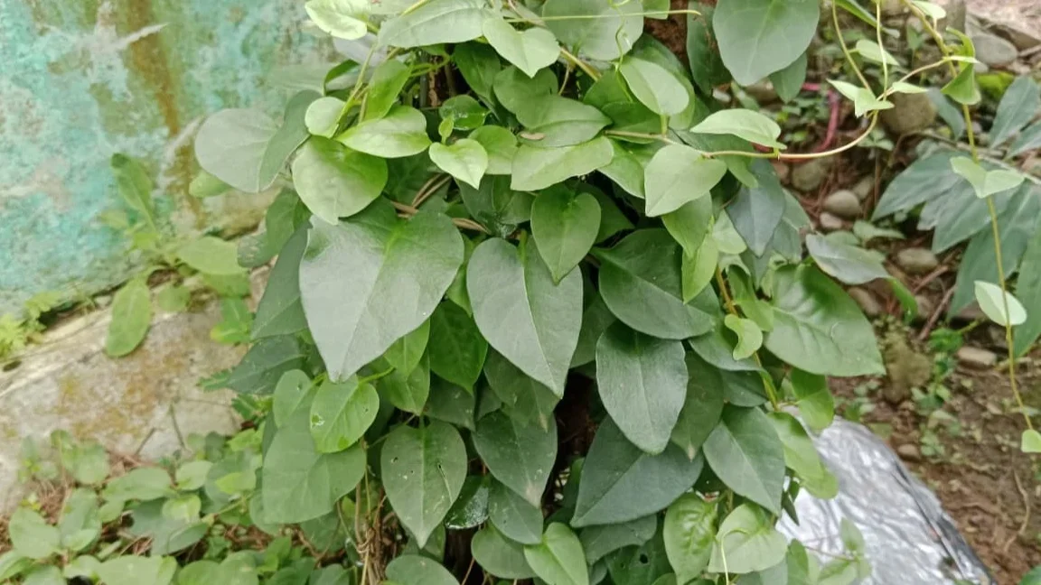 Kenalan Sama Binahong, Herbal Sederhana yang Lagi Naik Daun