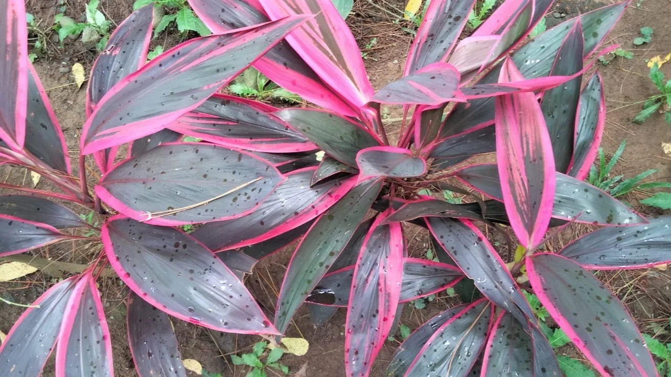 Andong Merah Tanaman Familiar Ini Ternyata Punya Segudang Manfaat