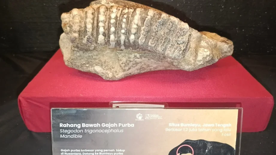 Bukan Cerita Fiksi, Rahang Gajah Purba Ini Jadi Bukti Kehidupan Jutaan Tahun Lalu di Bumiayu