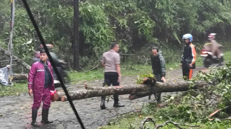 Pohon Tumbang Hambat Jalur Pekalongan - Banjarnegara