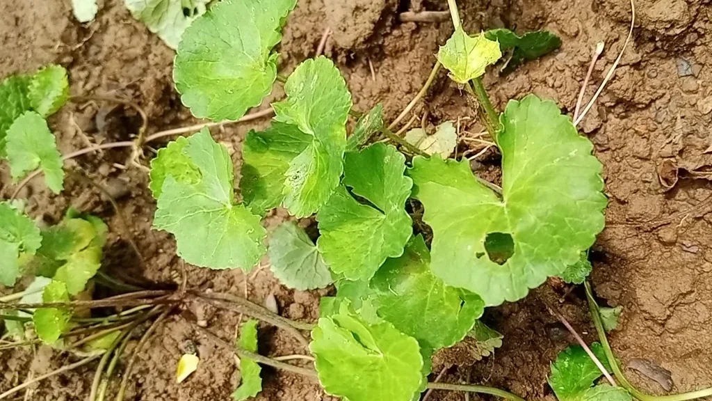 Pegagan Tanaman Herbal Untuk Kecantikan