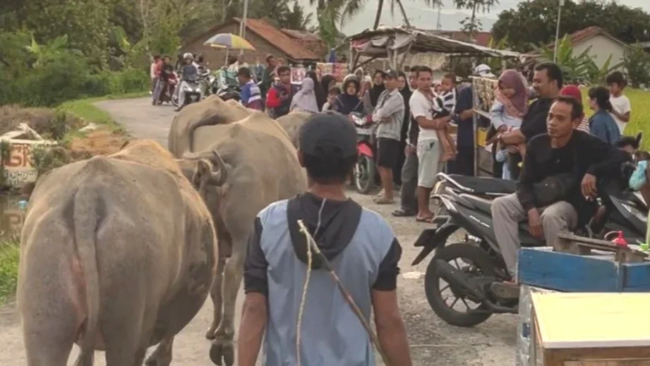 Guyang Kebo di Bumiayu Brebes: Rutinitas Petani yang Jadi Magnet Ngabuburit
