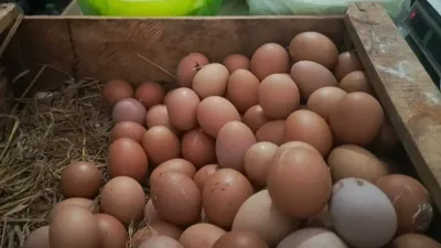 Jelang Ramadan, Harga Telur Ayam Ras di Bumiayu Naik Jadi Rp32.000 per Kilogram