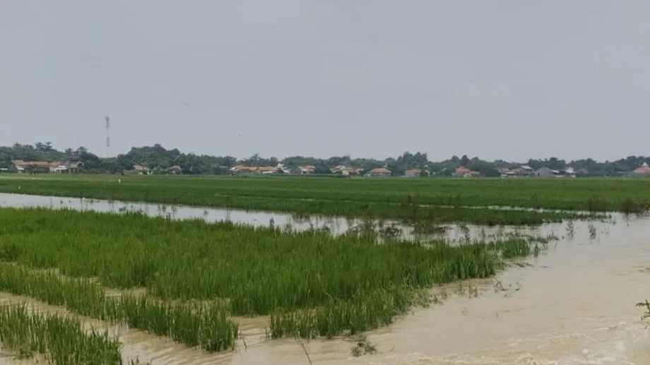 Tanaman padi di Kecamatan Jatibarang, Brebes yang terdampak banjir akibat meluapnya sungai pemali.