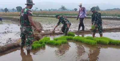 Anggota TNI di Pemalang Tanam Padi di Technopark Randudongkal, Perkuat Ketahanan Pangan