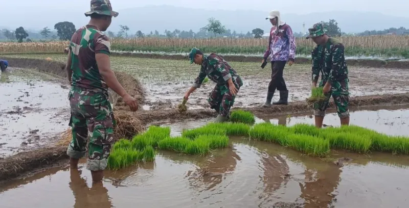 Anggota TNI di Pemalang Tanam Padi di Technopark Randudongkal, Perkuat Ketahanan Pangan
