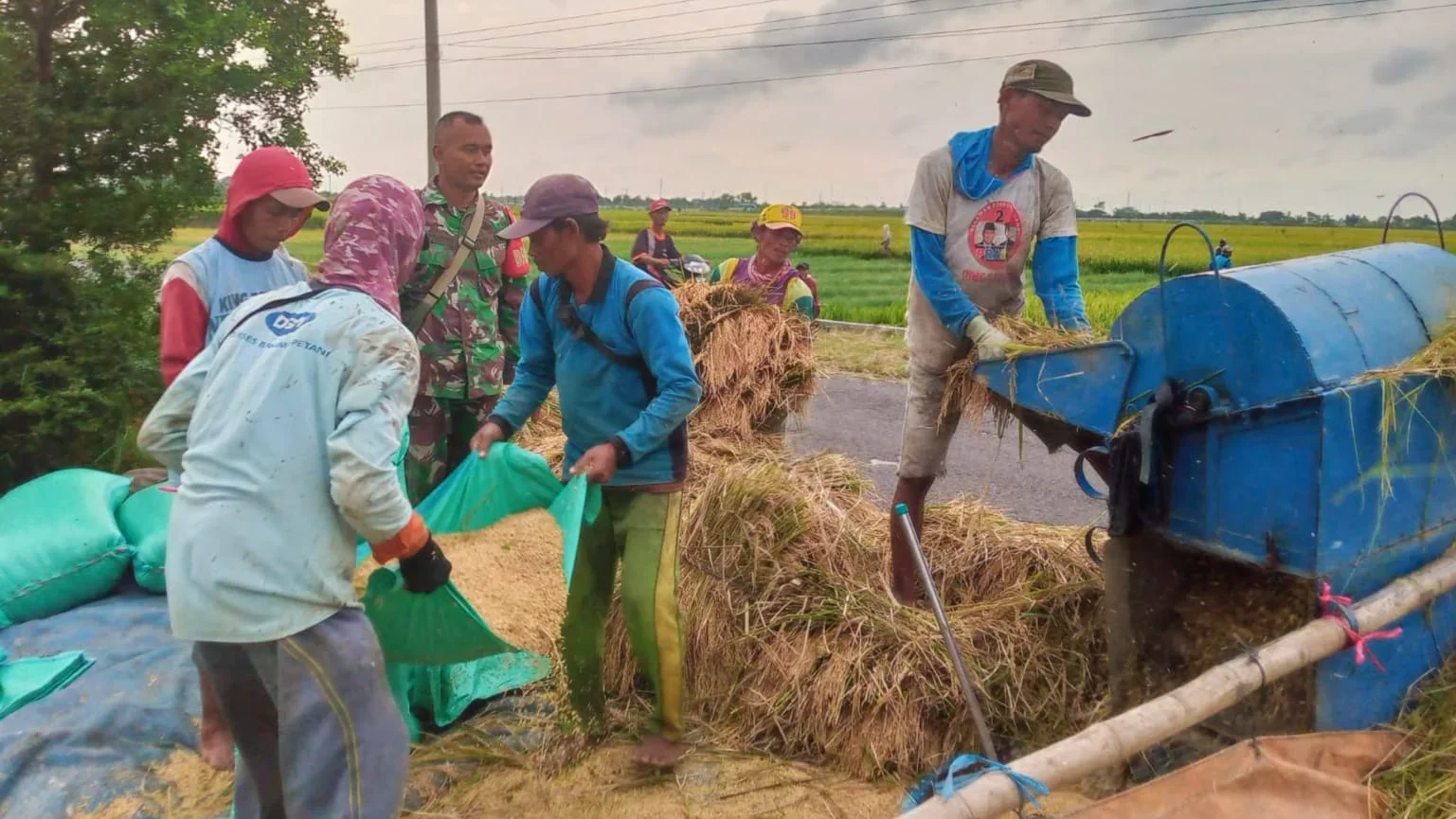 Bulog Tegal Kejar Target Serapan 93 Ribu Ton, Gandeng Kodim dan Dinas Pertanian