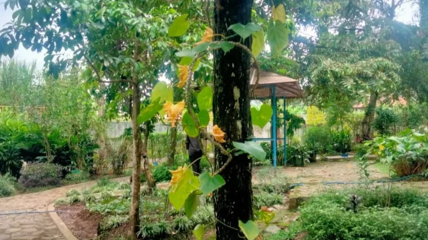 Jangan Skip! 5 Manfaat Brotowali Ini Jarang Diketahui Banyak Orang