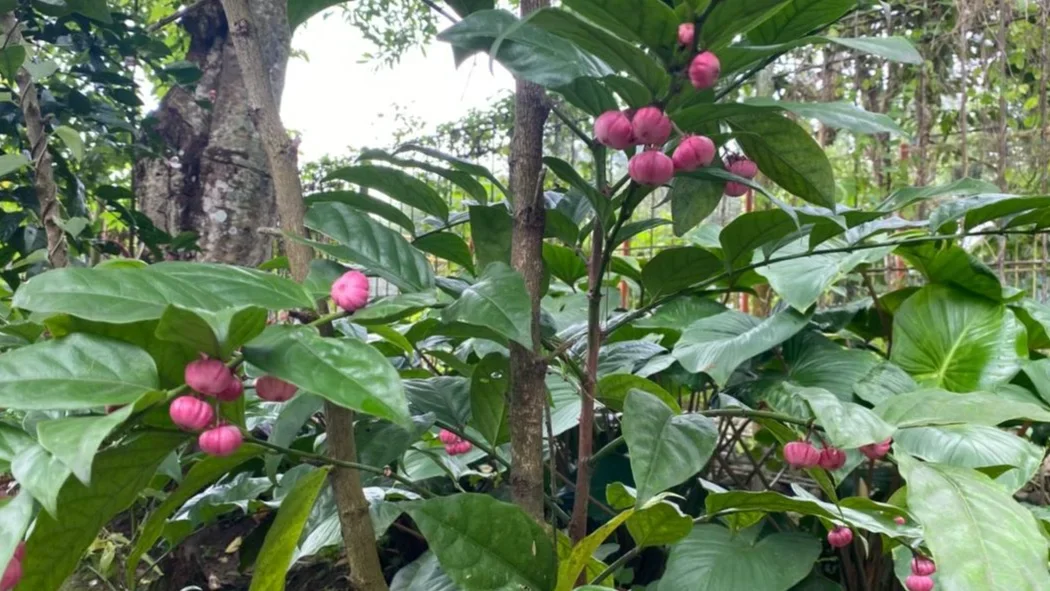 Tanaman Manggis Jepang.