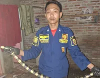 Damkar Pemalang Tangkap Ular Berbahaya yang Masuk Rumah Penduduk saat Lebaran