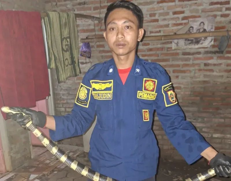 Damkar Pemalang Tangkap Ular Berbahaya yang Masuk Rumah Penduduk saat Lebaran