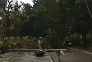 Pohon Tumbang di Pemalang Memakan Korban, Seorang Pengendara Motor Terkena Kabel Listrik