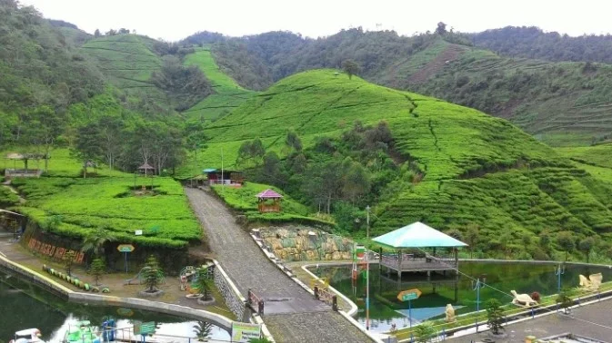 Suasana tempat wisata di Agrowisata Kebun Teh Kaligua, Brebes, Jawa Tengah.