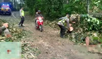 Pohon Durian Tumbang Tutup Jalur Karanganyar–Lebakbarang, Lalu Lintas Sempat Tersendat